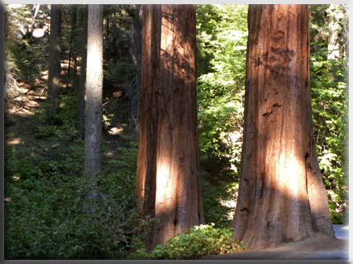 sequoias